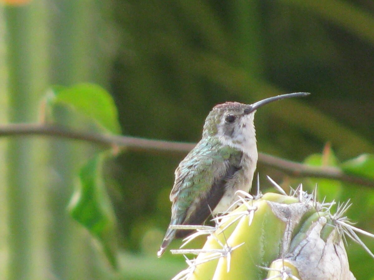 Hummingbird in Yucatan tropical garden
