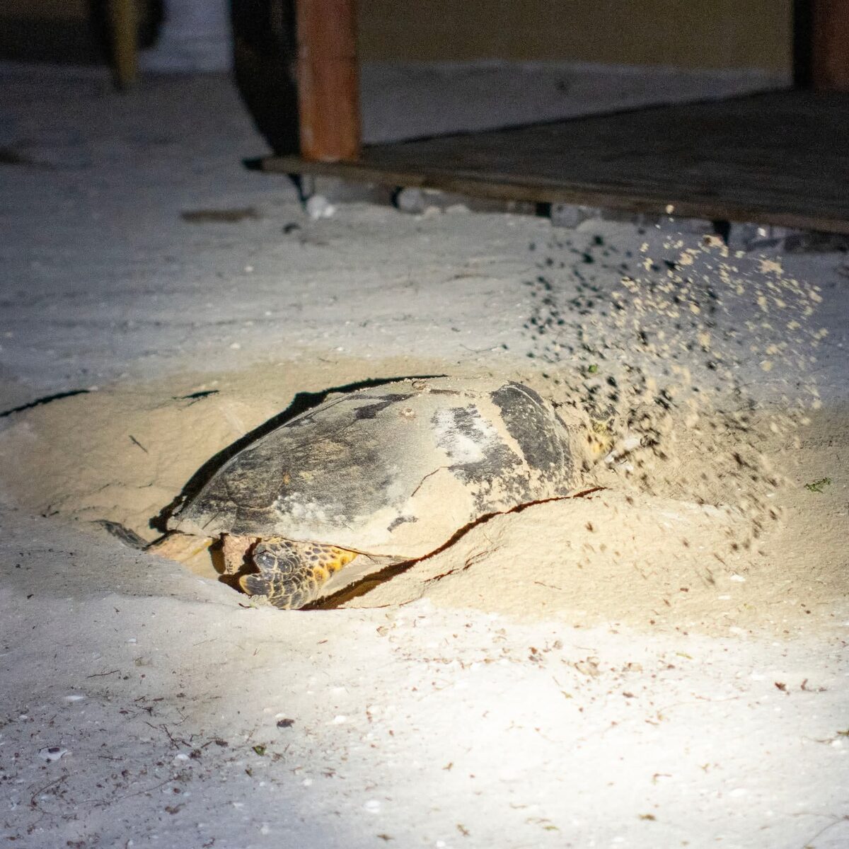 Sea turtle nesting on Telchac Puerto beach, Yucatan