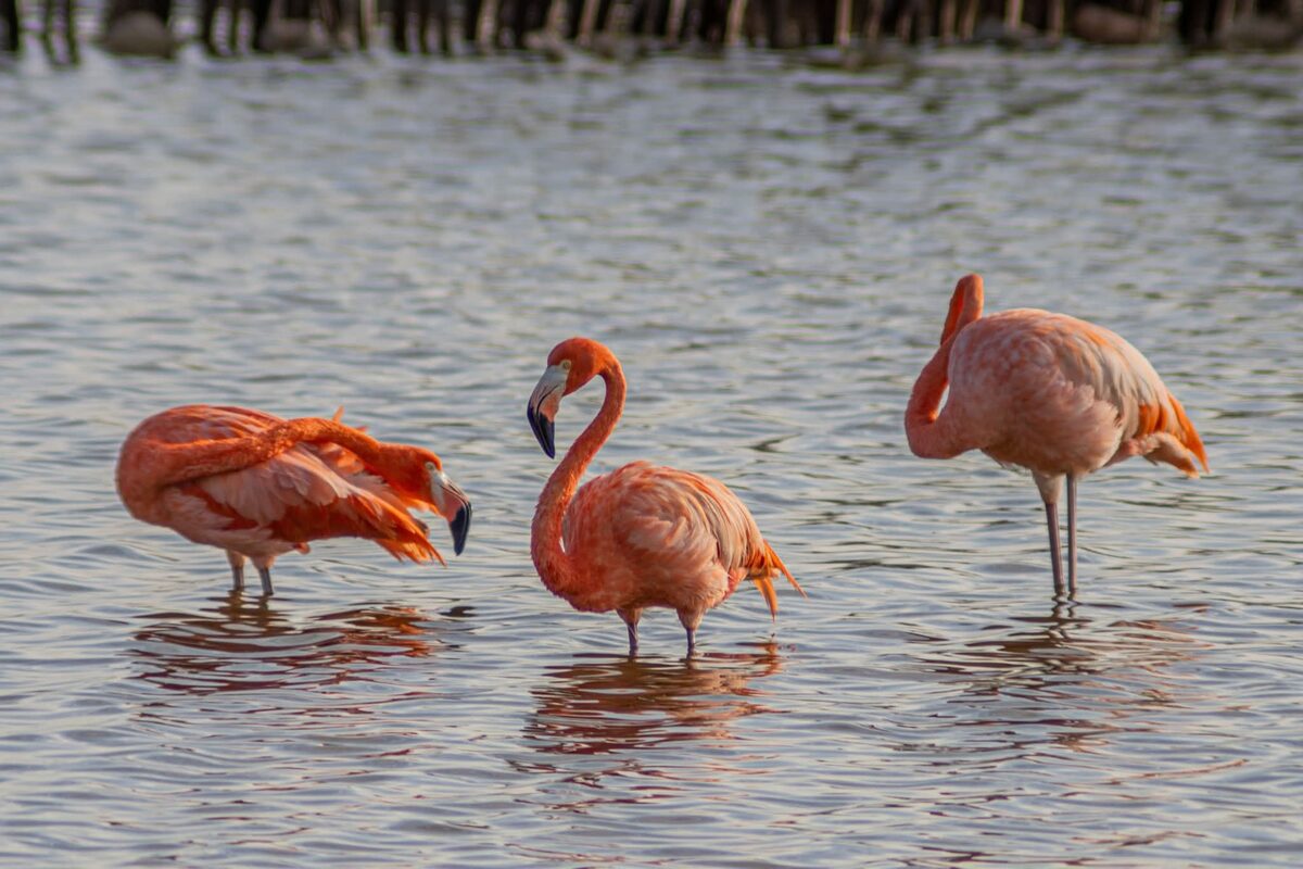Flamingos on the Yucatan coast