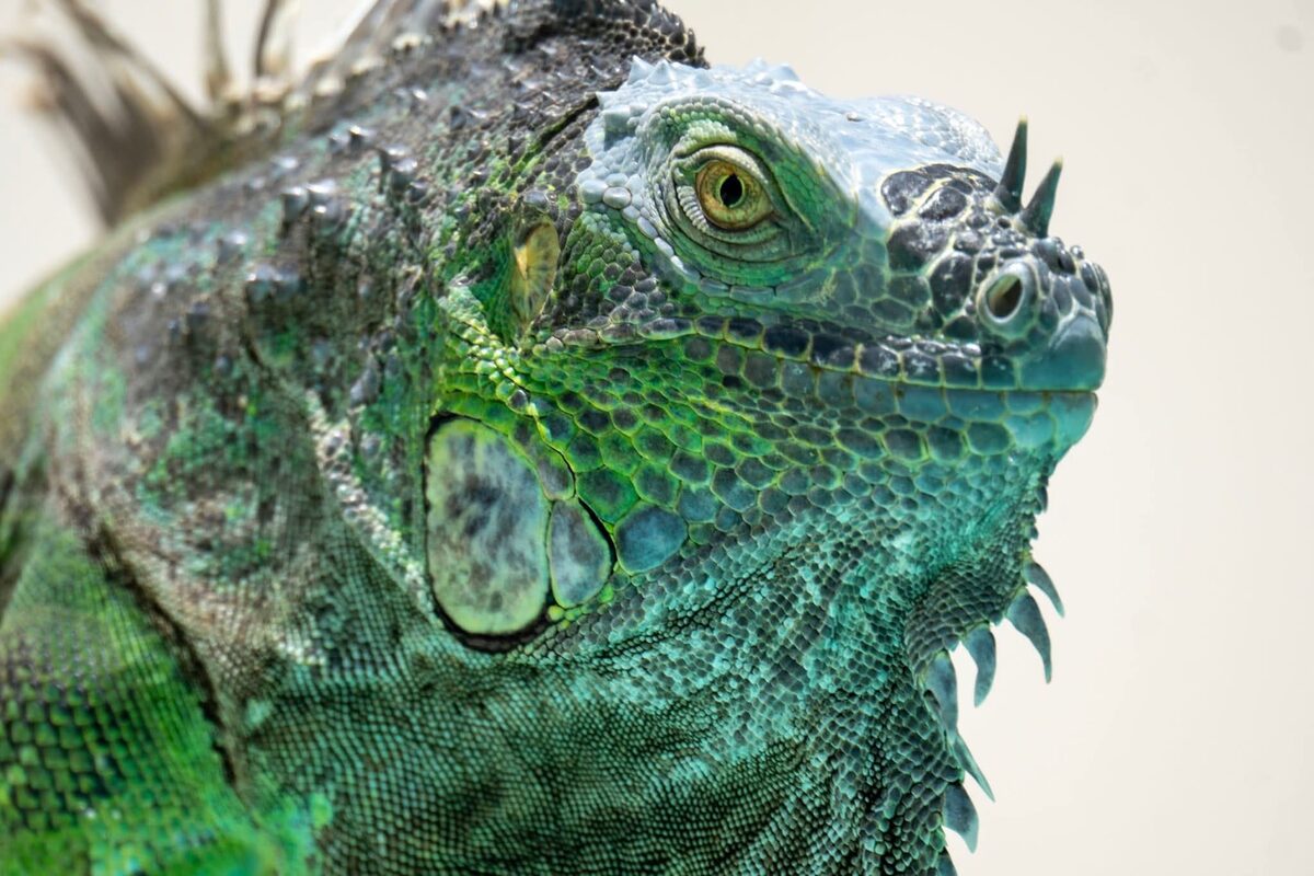 Green iguana in Yucatan