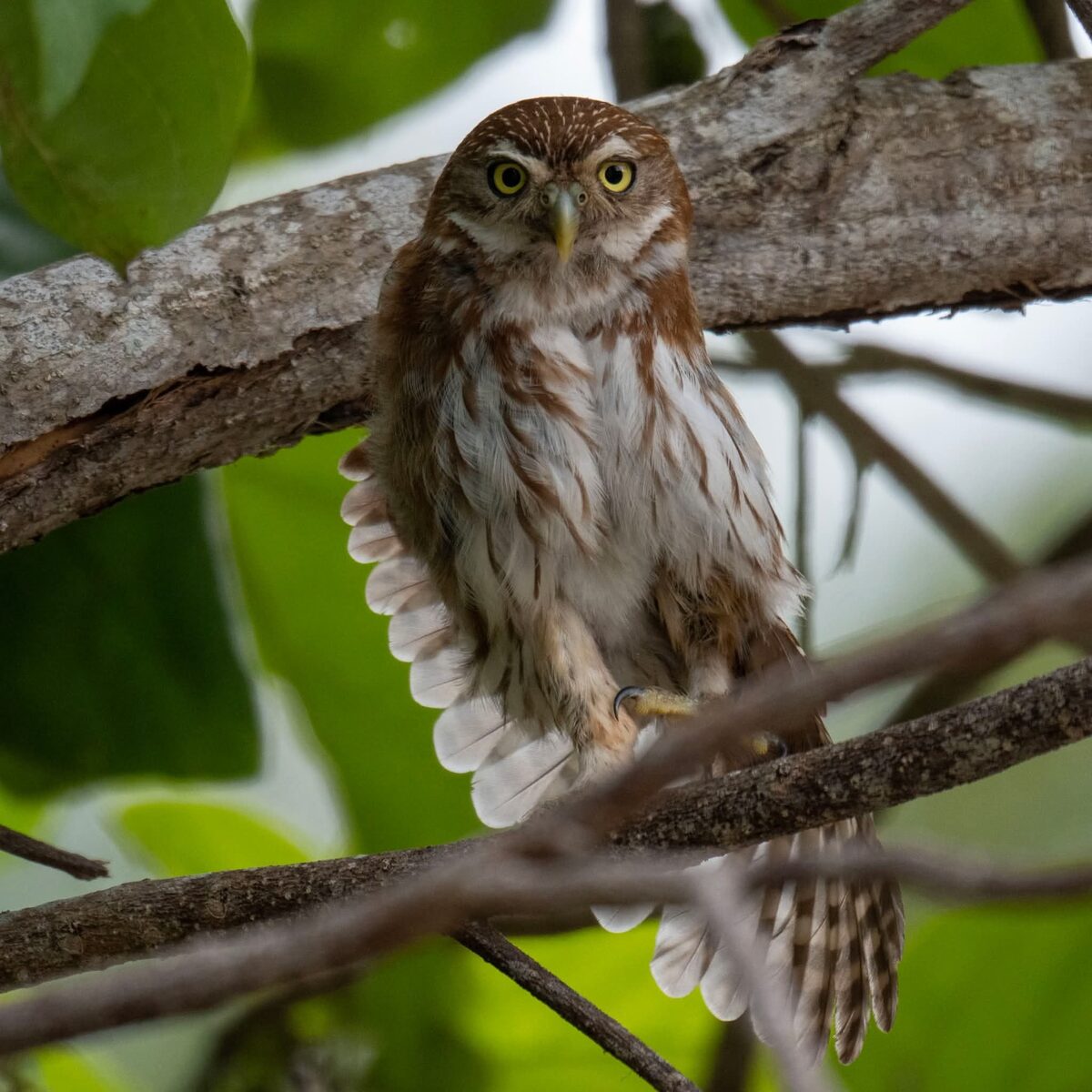 Pygmy owl in Telchac Puerto