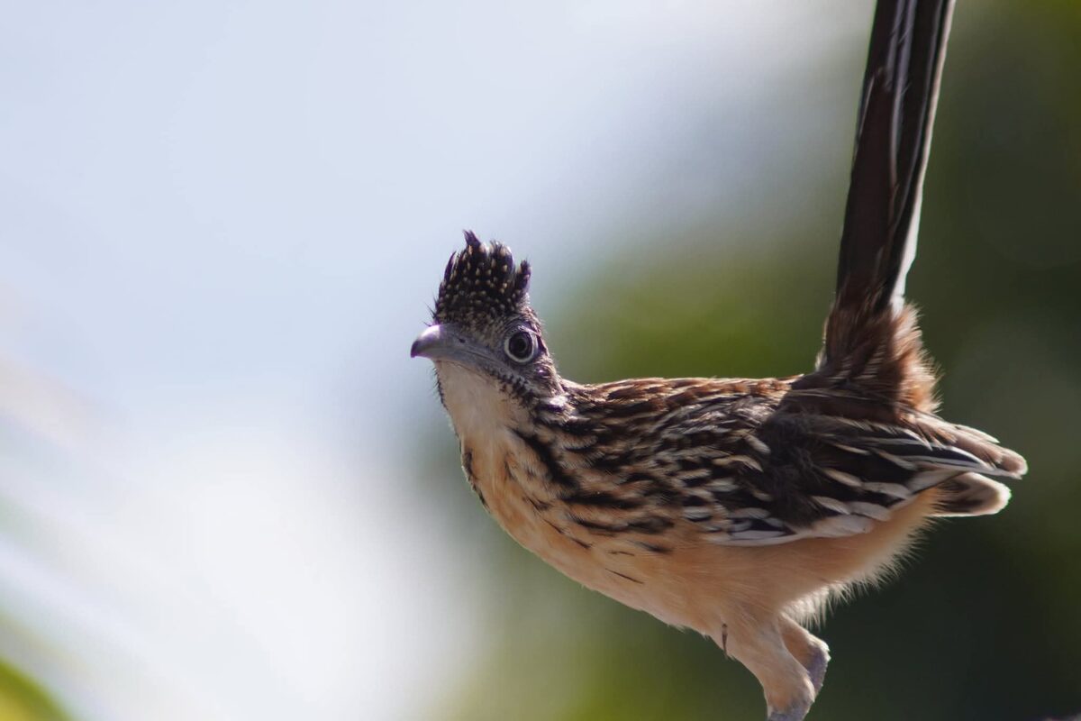 Roadrunner bird in Yucatan
