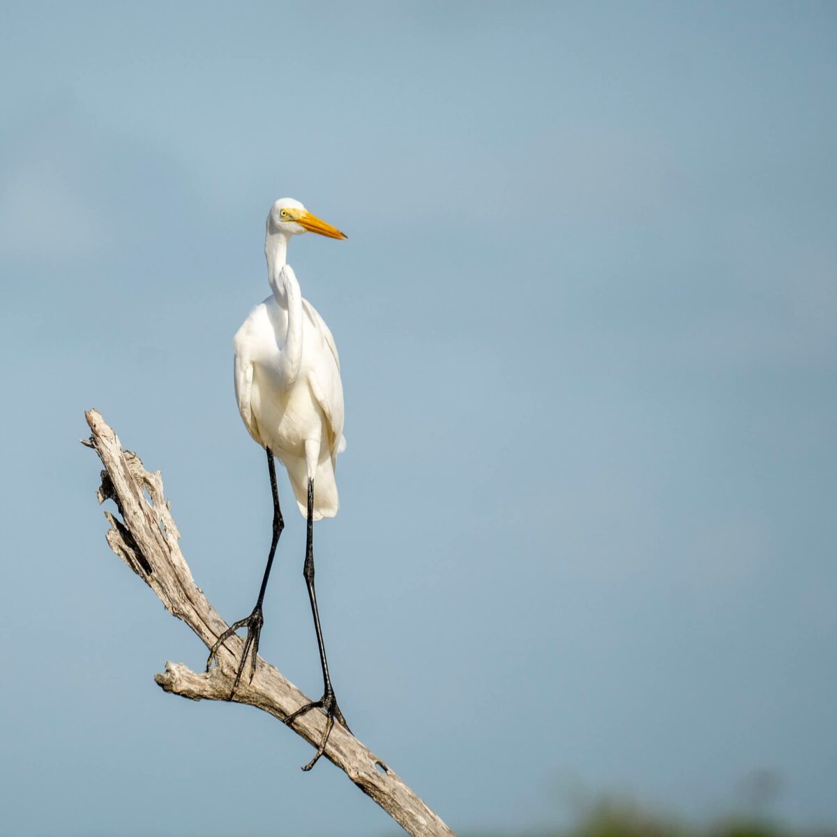 Great egret on Yucatan shoreline