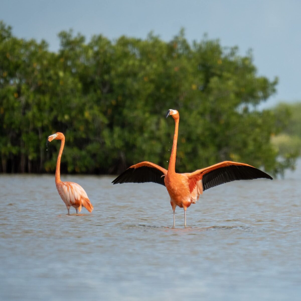 Flamingos in Yucatan mangroves
