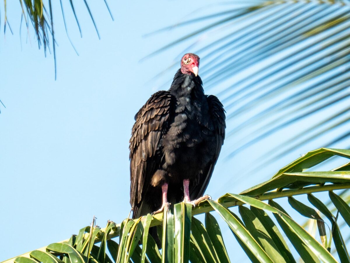 Turkey vulture soaring over Yucatan coast